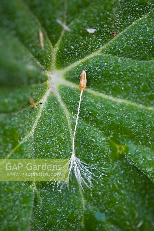 Dew covered Dandelion seed bearing parachute on a leaf