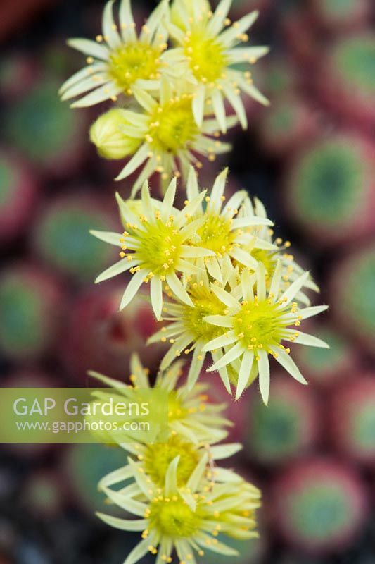Sempervivum Ciliosum  - Houseleek flowers