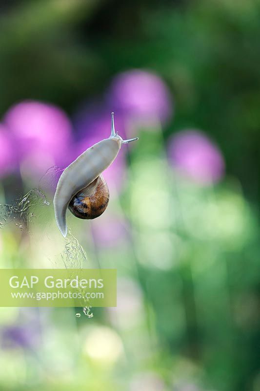 Helix aspersa - Garden Snail crawling on pane of greenhouse glass 