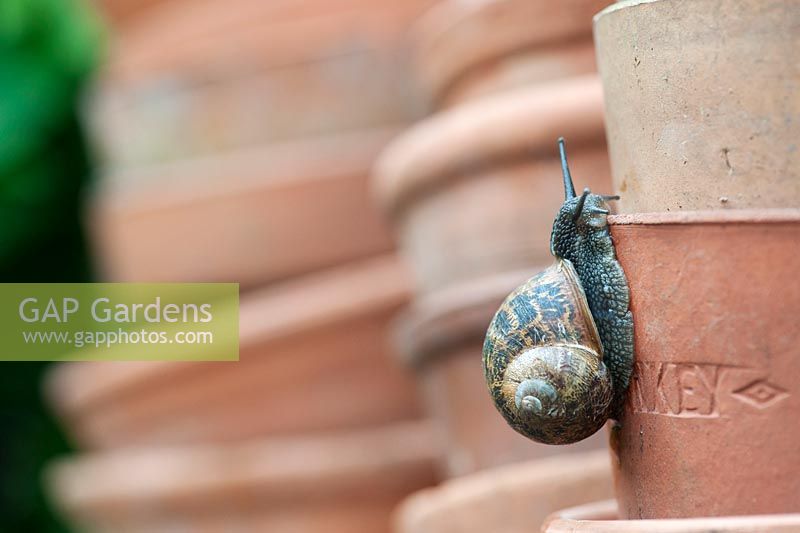 Helix aspersa - Garden Snail on terracotta flower pots