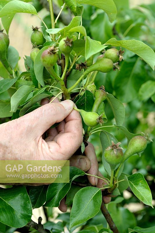Thinning out developing Pear fruits on tree to allow others to grow bigger