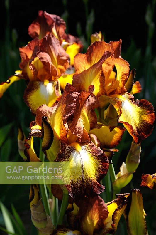 Iris germanica 'Autumn Echo'