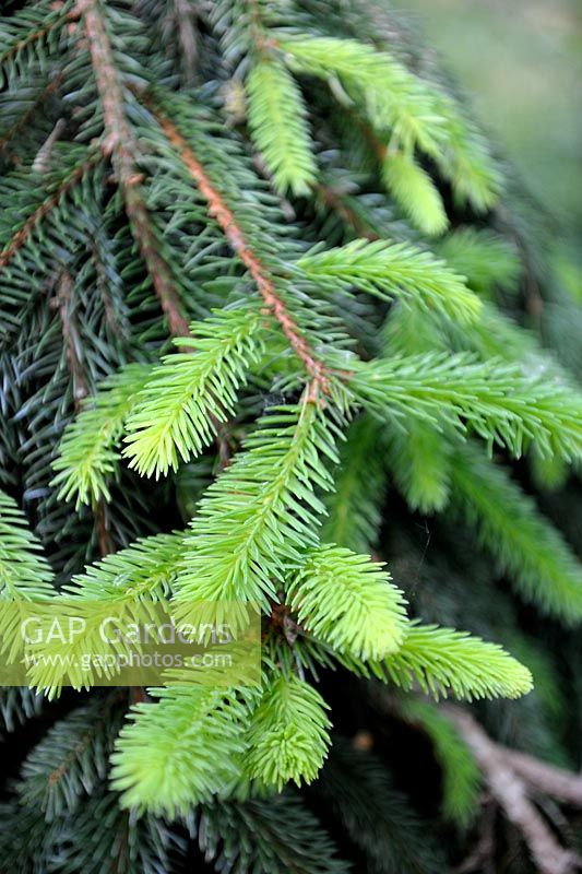 Picea abies 'Pendula' - Weeping Norway Spruce new shoots in spring