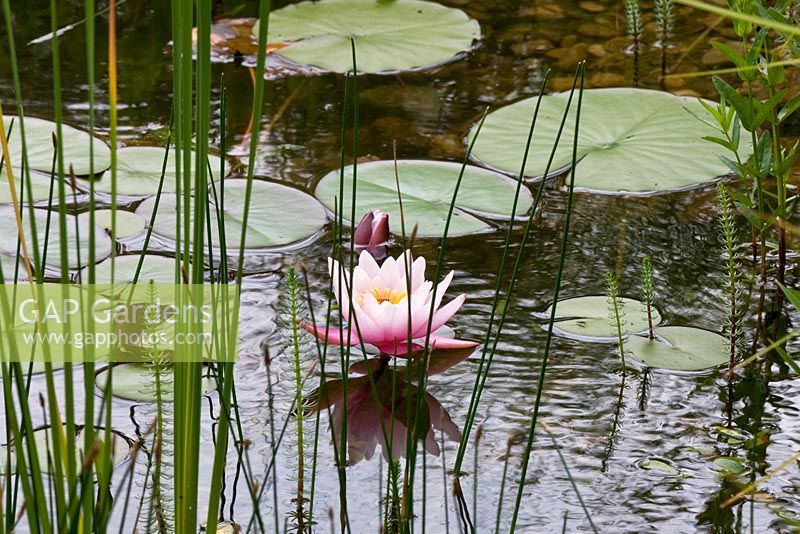Scene from the natural swimming pool with waterlily - Nymphaea