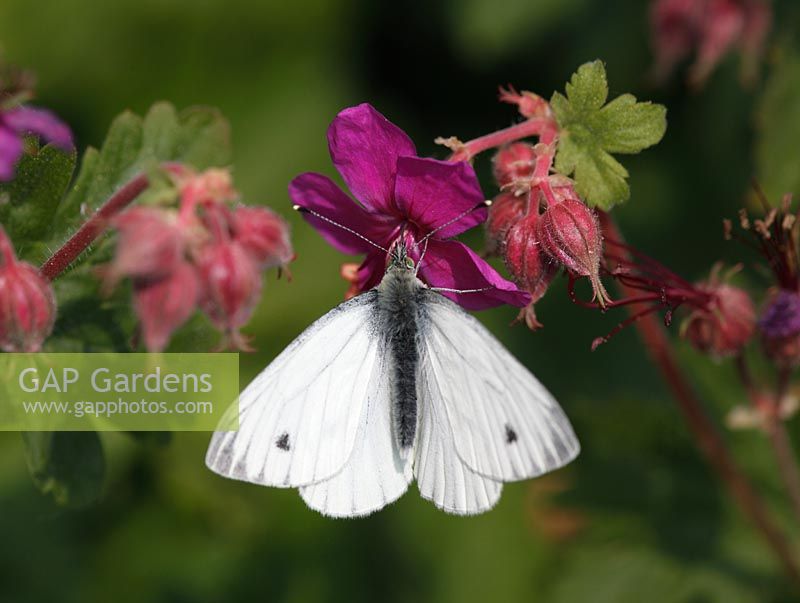Pieris napi - Green viened white butterfly taking nectar from Geranium - Cranesbill