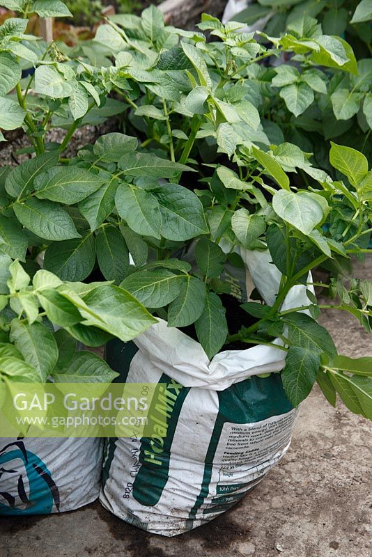 Solanum tuberosum - Potato 'Arran pilot', growing in poly bag in polytunnel