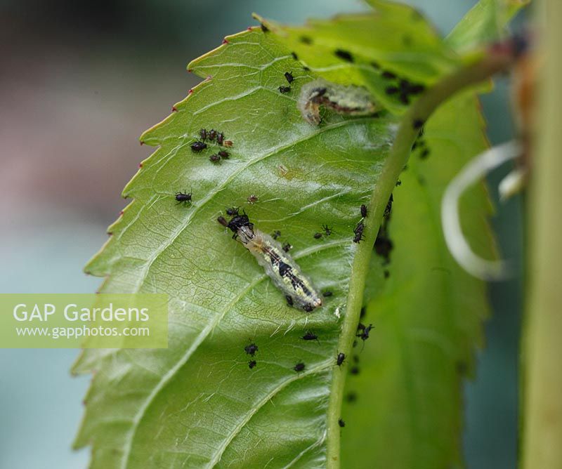 Hoverfly larvae eating Myzus cerasi - Cherry Blackfly Aphids
