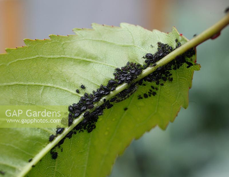 Myzus cerasi - Cherry Blackfly Aphids on Prunus - Cherry leaf