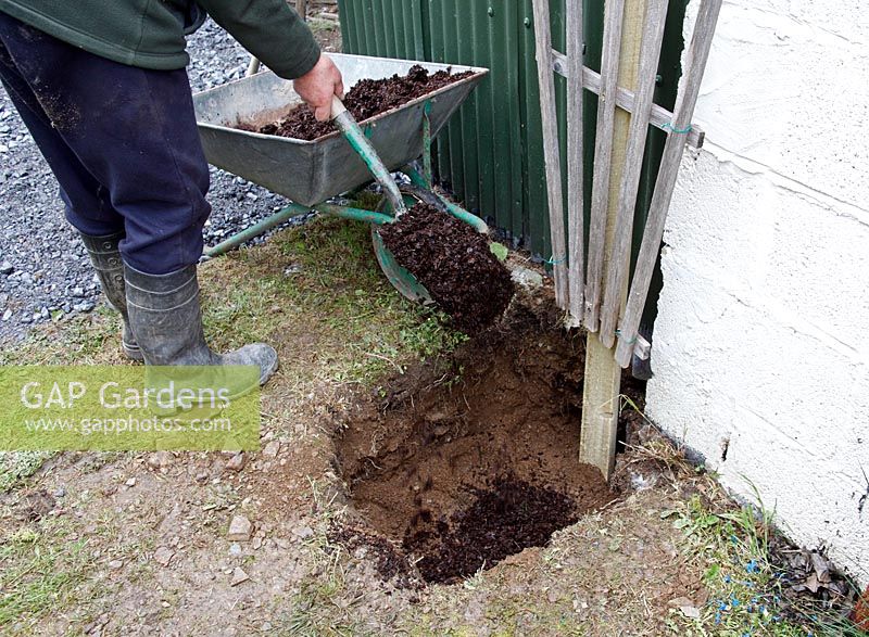 Planting a Grape vine - step 4 - add 150 mm of well rotted compost