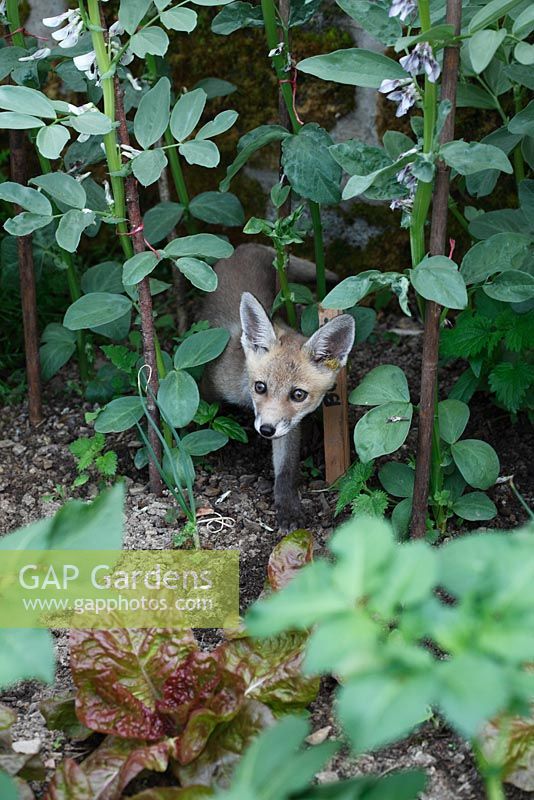 Vulpes vulpes. Fox cub moving through broad beans in vegetable garden