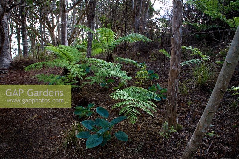 Newly planted woodland glade with Hostas and Cyathea dealbata - Tree Ferns