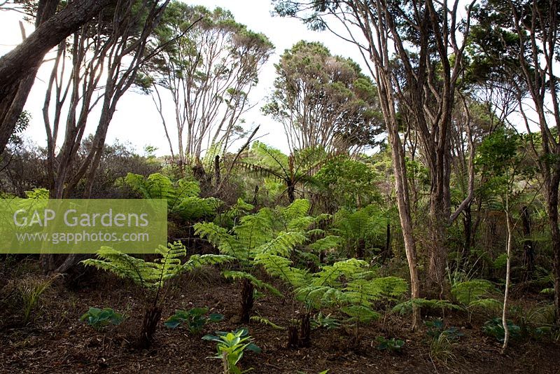 Newly planted tree ferns with Kunzea ericoides - Kanuka trees, New Zealand