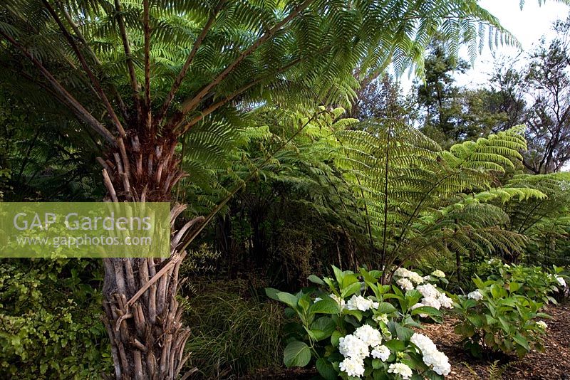 Dicksonia antarctica, Cyathea dealbata - Tree Ferns and Hydrangea macrophylla 'Bridal Bouquet' in border, New Zealand