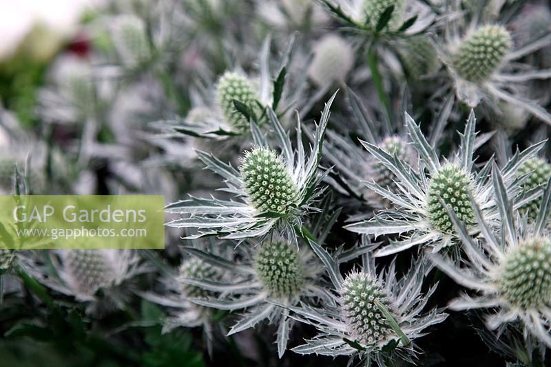 Eryngium alpinum 'Questar Silver' - RHS Chelsea Flower Show 2011