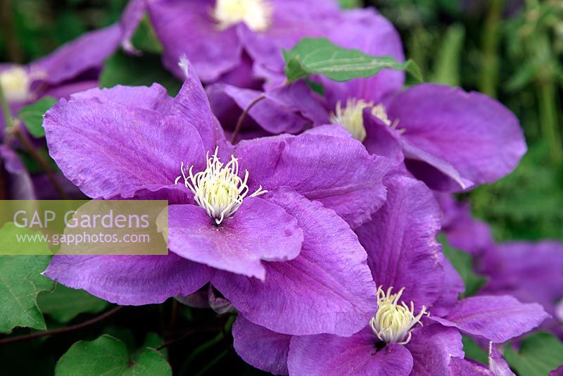 Clematis 'Kingfisher'. RHS Chelsea Flower Show 2011