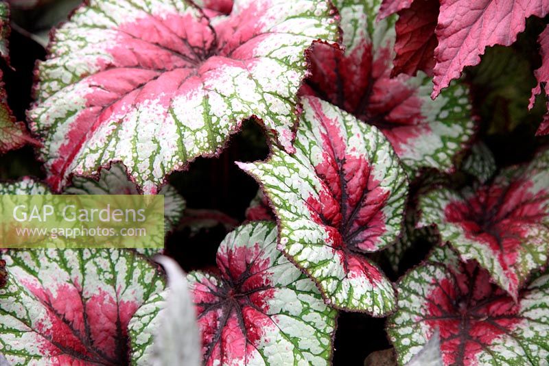 Begonia 'Savanna Pink Parfait'. RHS Chelsea Flower Show 2011