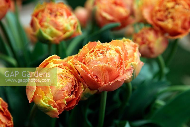 Tulipa 'Sensual Touch'. RHS Chelsea Flower Show 2011