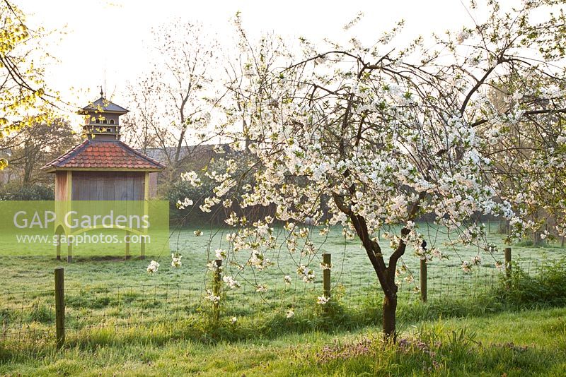 Prunus cerasus in early morning with dovecote in background
