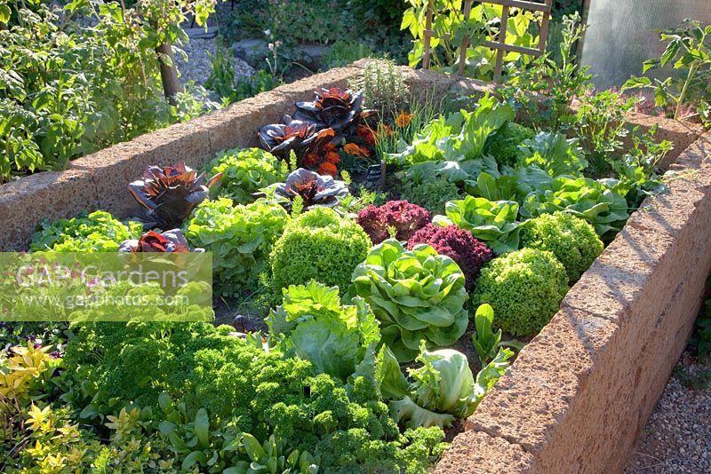 Salads and herbs growing in raised bed
