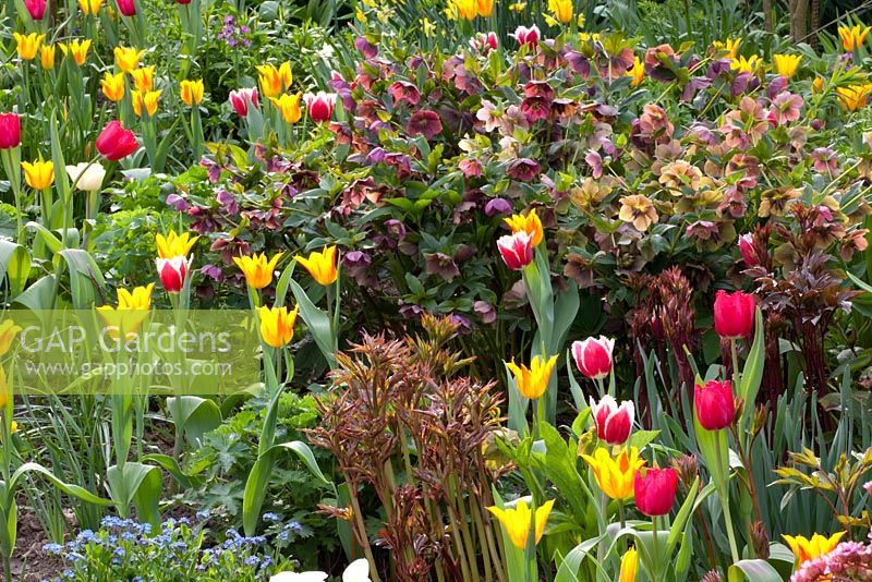 Spring border including Tulipa, Helleborus orientalis and Paeonia
