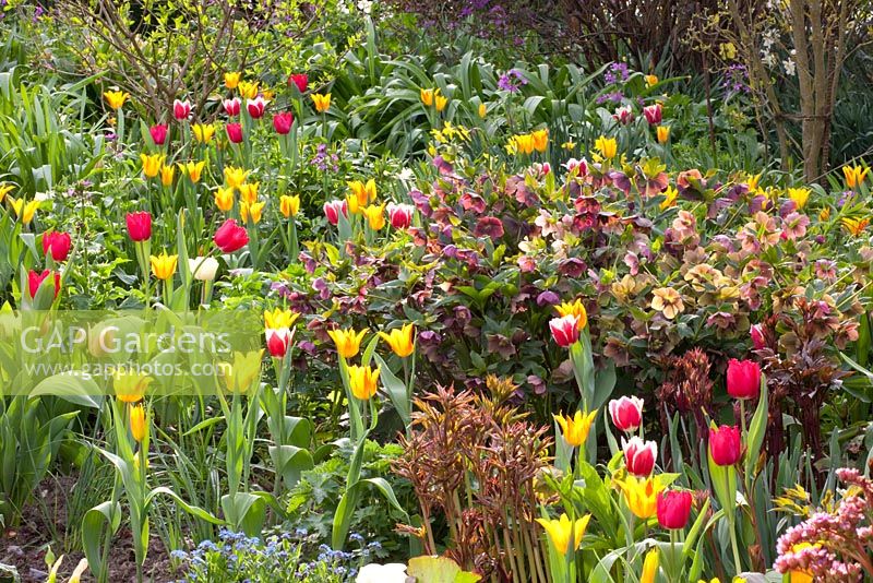 Spring border including Tulipa, Helleborus orientalis and Paeonia 
