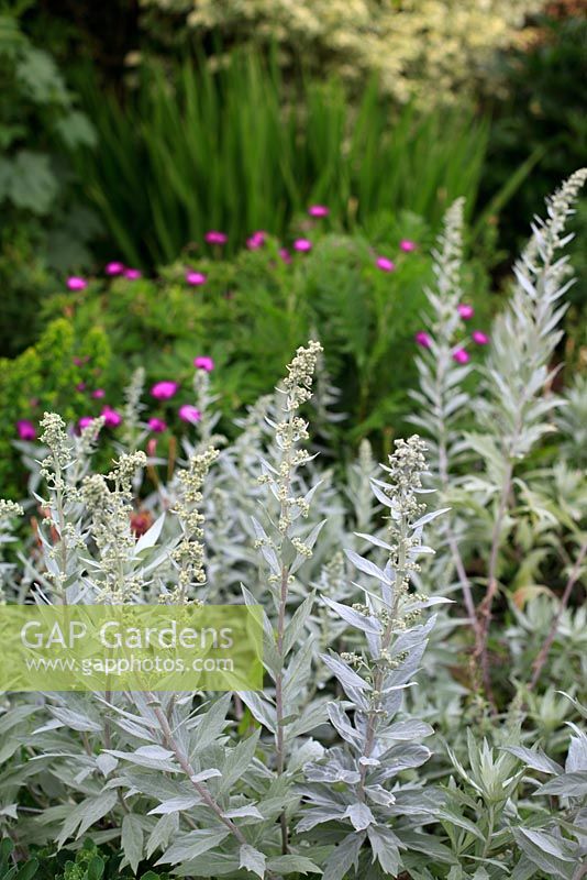 Artemisia ludoviciana 'Silverqueen' - Wormwood with Geranium 'Ann Folkard' behind