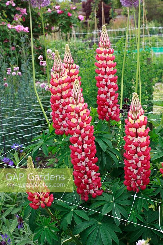 Lupinus 'Queen of Hearts' with mesh supports at Burton Agnes Hall walled garden