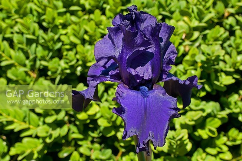 Iris germanica 'Dusky Challenger'