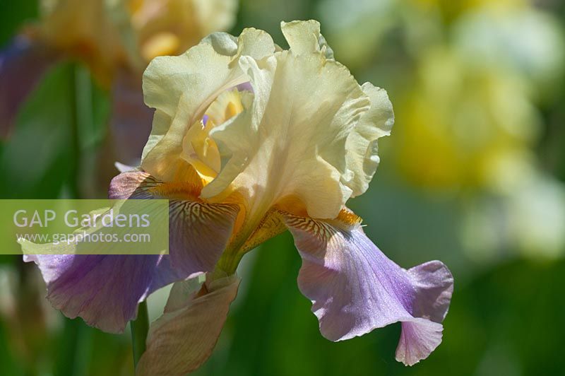 Iris germanica 'Damoiselle'