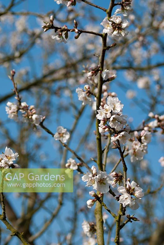 Prunus dulcis 'Macrocarpa' - Almond