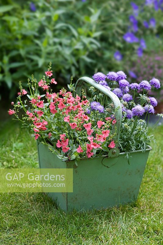 Scabiosa jap, Scabious 'Ritz Blue' and Diascia 'Genta Salmon' in an old green metal container