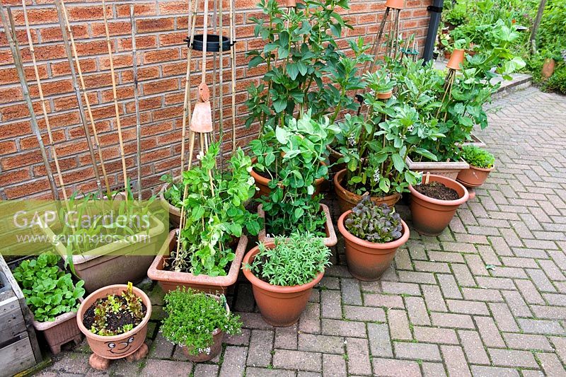 Vegetables and herbs growing in pots beside the house at Millpool gardens. Peas, Sweetcorn, Broad Beans, and salad leaves 