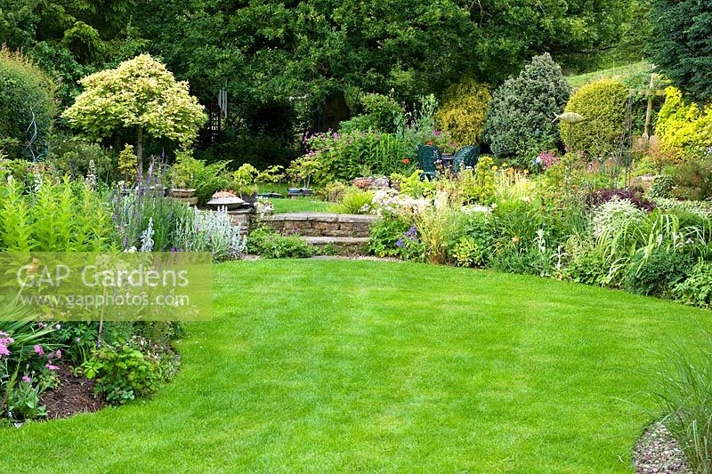 Suburban garden with curved lawn and perennial borders containing silver leaves of Lychnis Coronaria and Stachys Lanata. Spikes of Linaria Purpurea and Lysimachia ephemerum - Loosestrife -  Millpool garden.