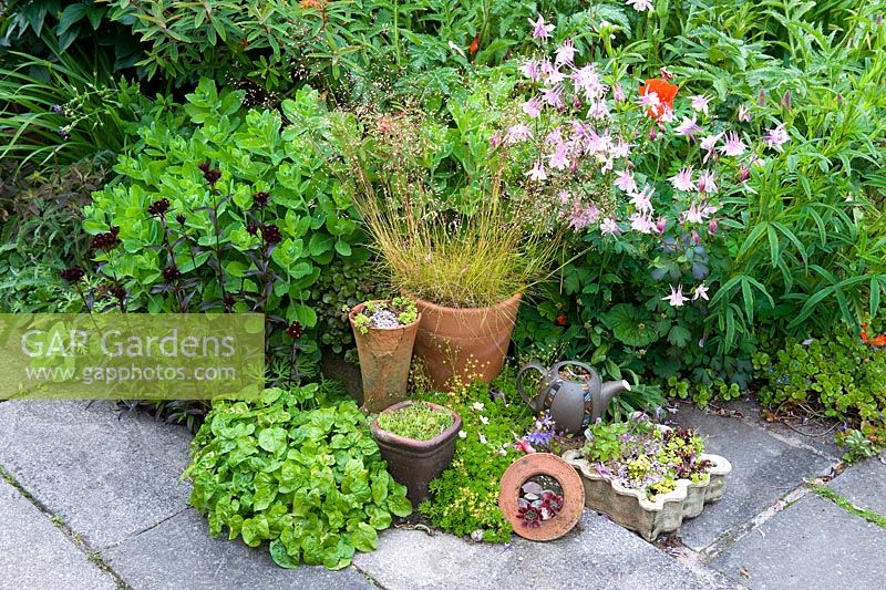 Sempervivums, Armerias and Saxifragas in various pots, with Sedum Spectabile behind - Millpool garden.
