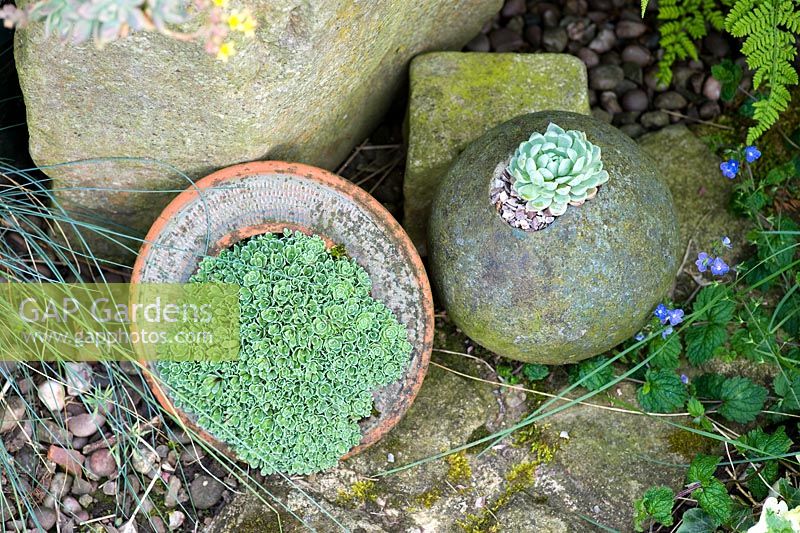 Saxifraga x Doerfler -left, and Echeveria Elegans in pots - Millpool Garden.