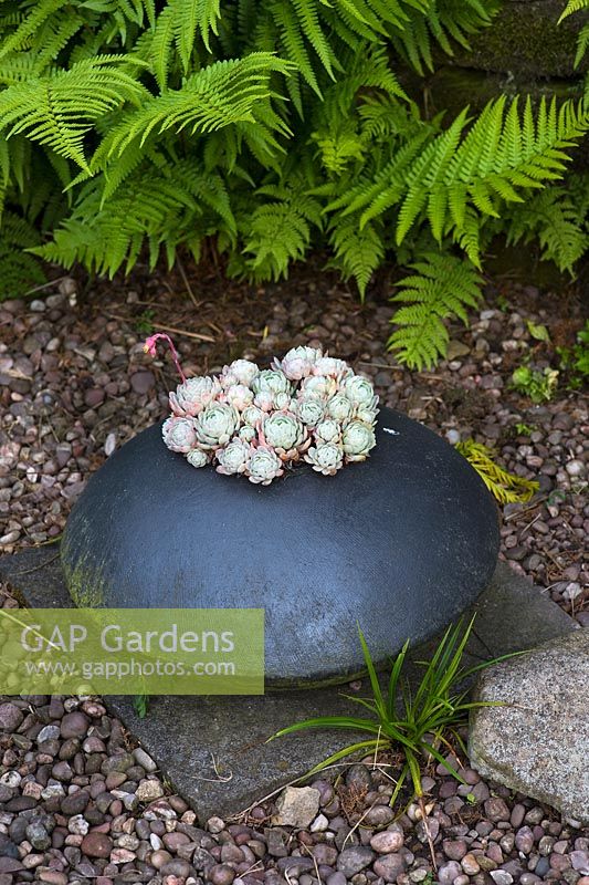 Echeveria Elegans in pot by Sue Crossfield - Millpool Garden.