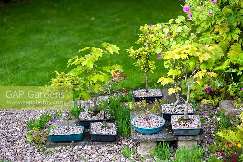 Bonsai trees in pots - Millpool garden.
