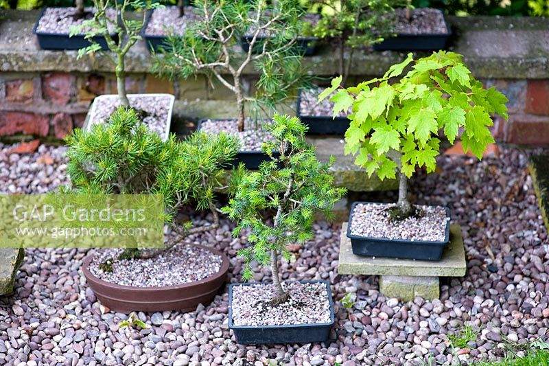 Bonsai trees in pots - Millpool garden. 
