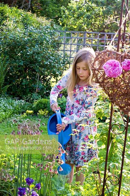 Young girl watering Nectaroscordum siculum with blue can in summer garden 
