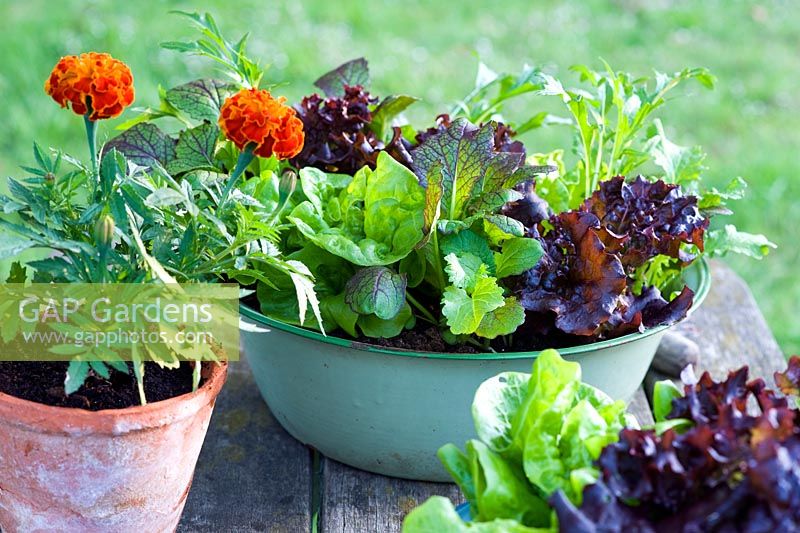 Salad growing in green enamel vintage bowl - Lettuce 'Tom Thumb' and 'Fiamma, Marigolds and Salad Leaves 'Spicy Greens Mix'