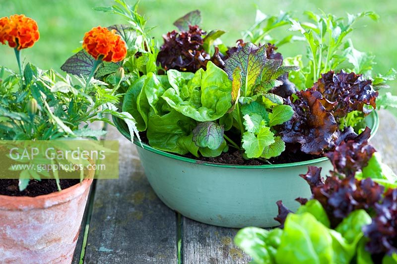 Salad growing in green enamel vintage bowl - Lettuce 'Tom Thumb' and 'Fiamma' and leaves 'Spicy Greens Mix'