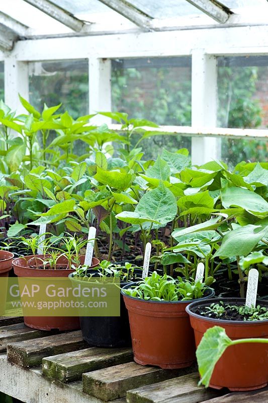 Vegetable and flower potted seedlings in greenhouse