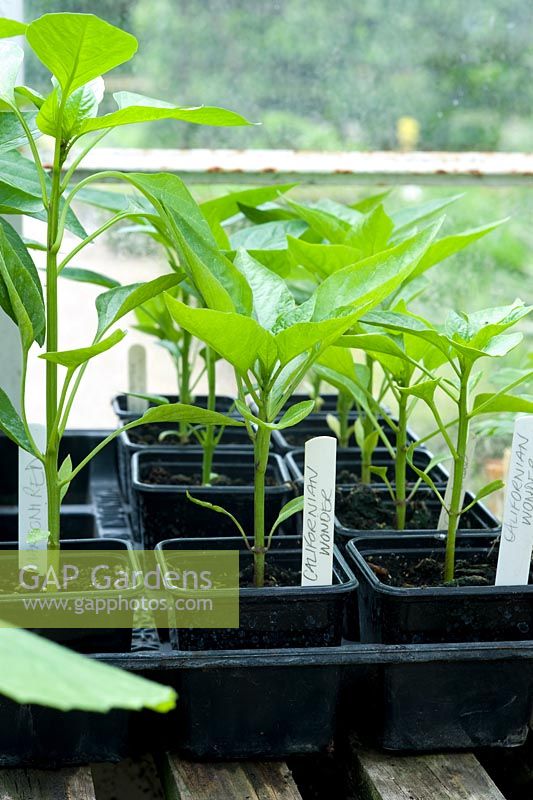 Solanum melongena - Aubergine seedlings in greenhouse