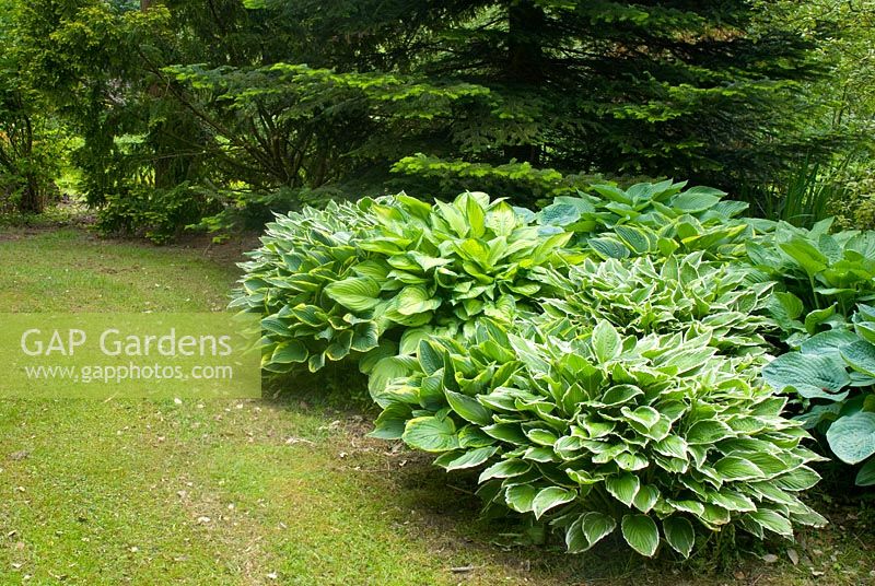 Mature Hosta bed by conifers at The Old Parsonage, Arley, Cheshire. The garden is open for The National Garden Scheme.