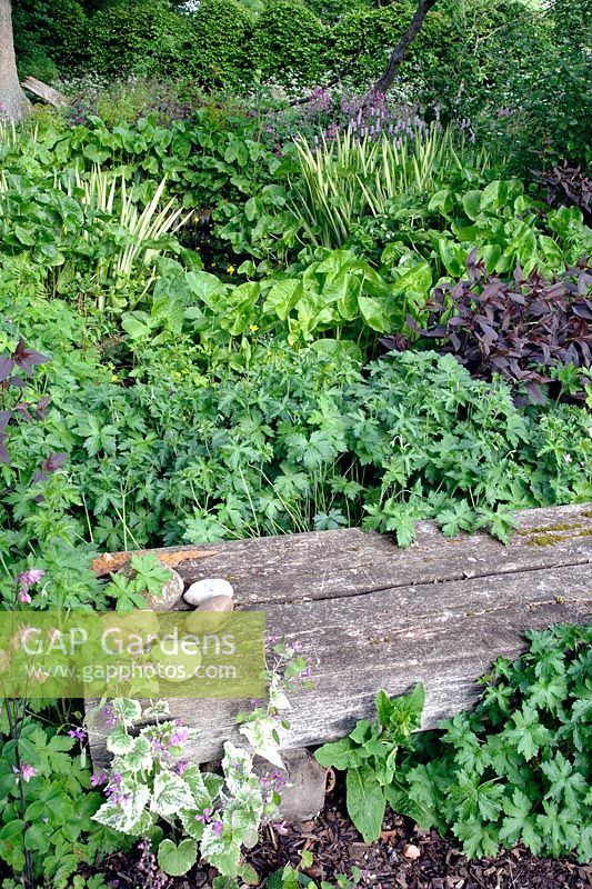 Woodland area of garden with handmade bench. Plants include Lysimachia cilata 'Firecracker' and Geranium phaeum - Rustling End