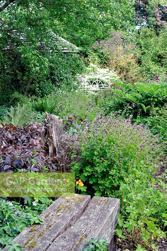 Woodland area of garden with handmade bench. Plants include Lysimachia cilata 'Firecracker' and Geranium phaeum - Rustling End
