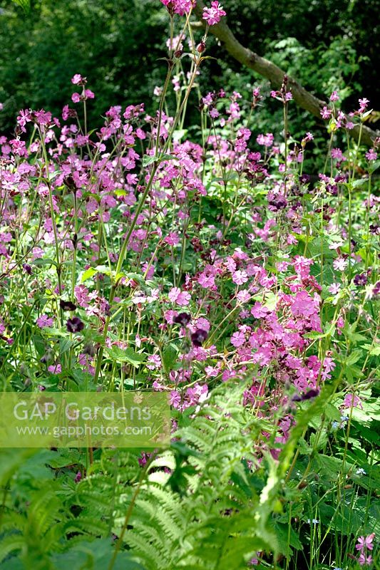 Silene dioica - Red Campion with Ferns and Geranium