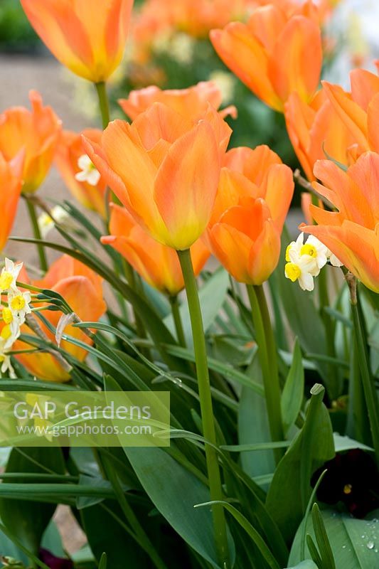 Tulipa 'Orange Emperor' with Narcissus 'Minnow' in container Utling Wick, Essex NGS UK