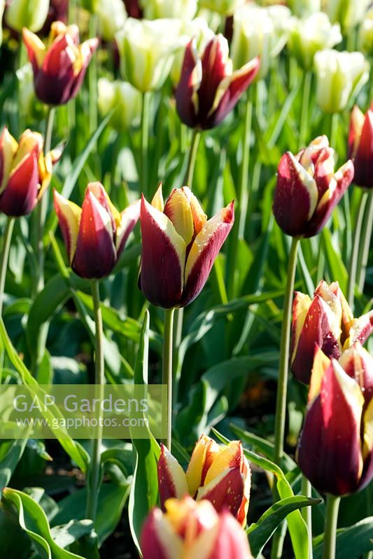 Tulipa 'Gavota' - Utling Wick, Essex NGS