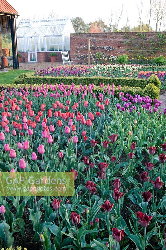 Beds of Tulips in cutting garden, including Tulipa 'Jan Reus',  'Barcelona', 'Coleur Cardinale' - Ulting Wick, Essex NGS UK